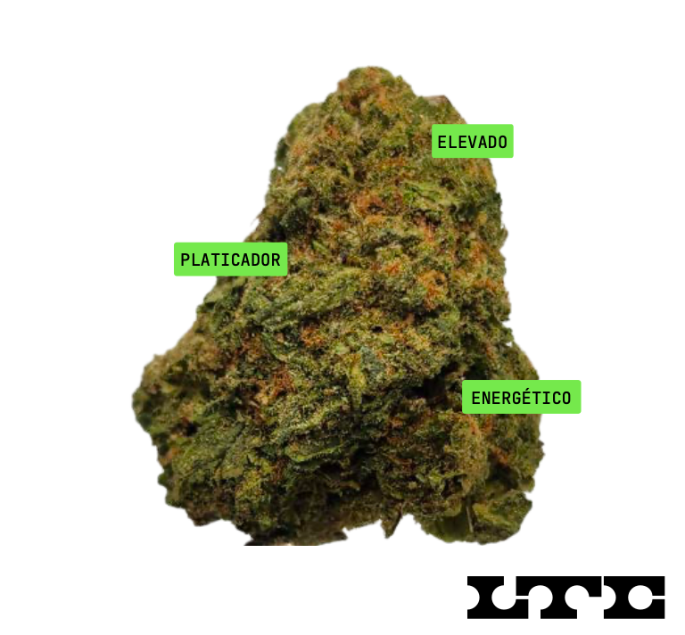 Tropical Gelato