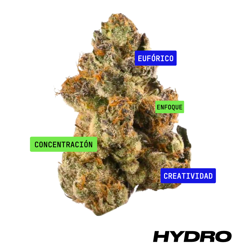 Ice Cream Cake - HYDRO