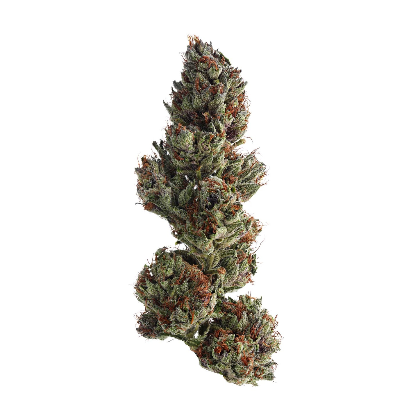 Critical Jack