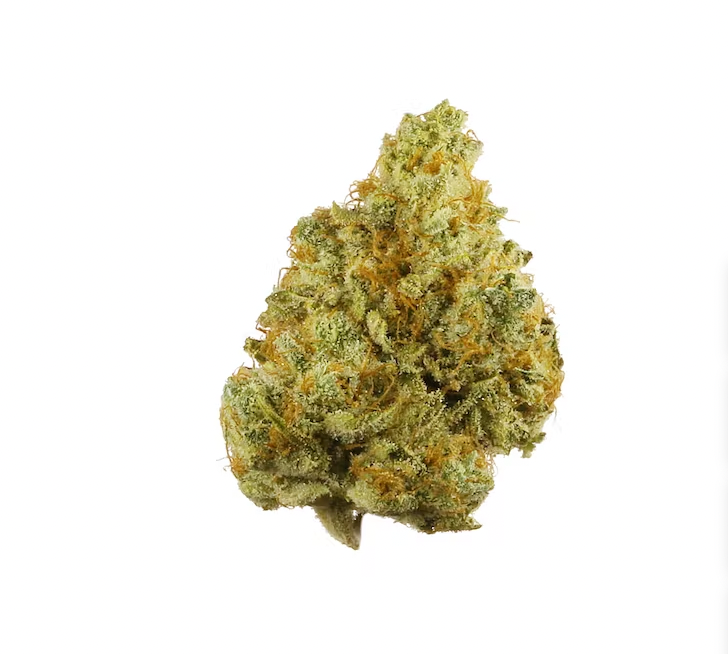SOUR TANGIE - INDOOR