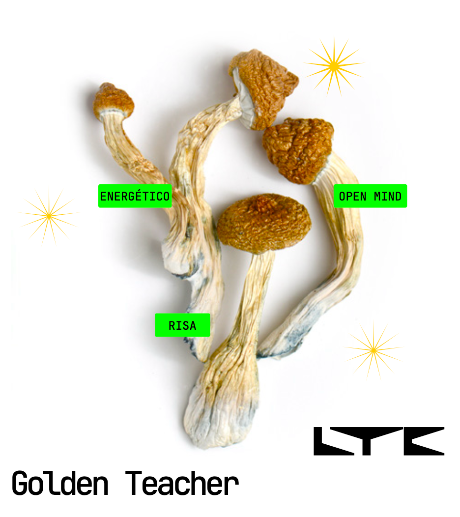 Golden Teacher